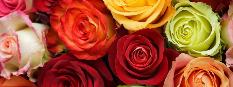 O Ye Roses